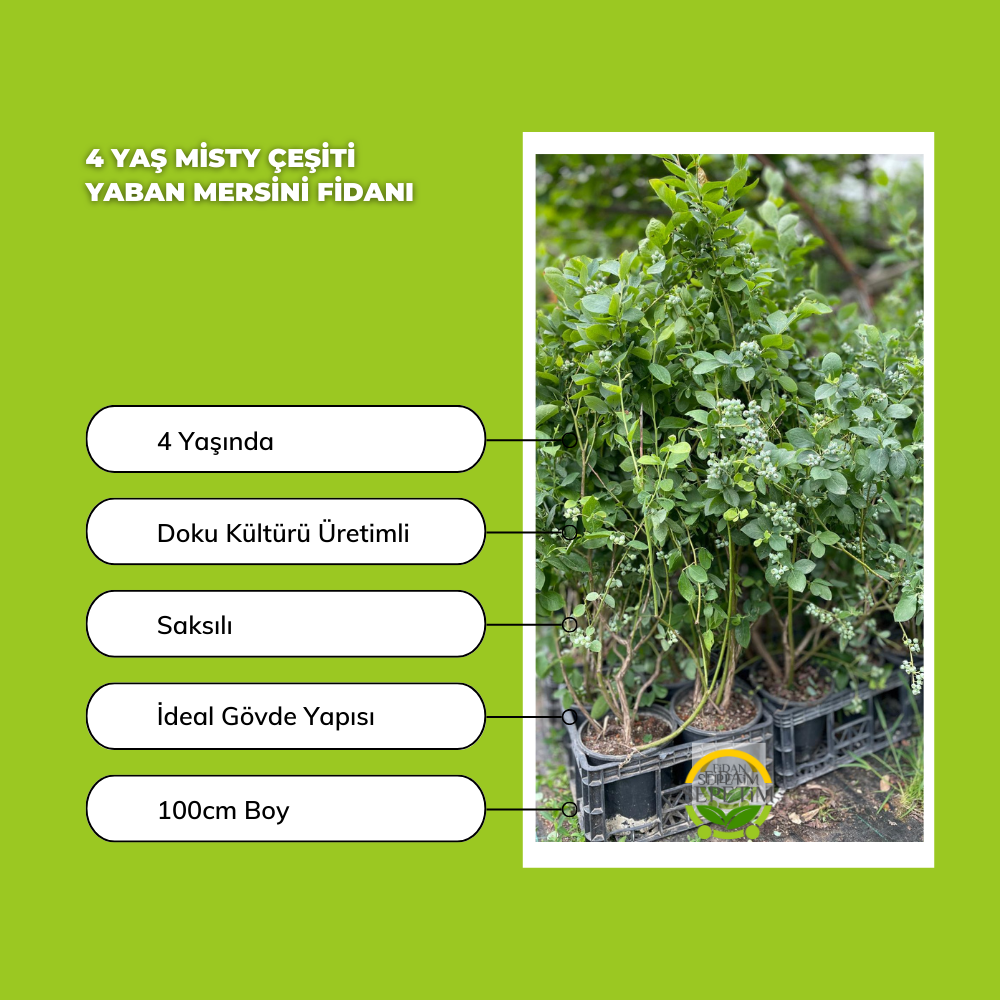 4 Yaş Misty Çeşiti Yaban Mersini Fidanı 4 Yaş Misty Çeşiti Yaban Mersini Fidanı