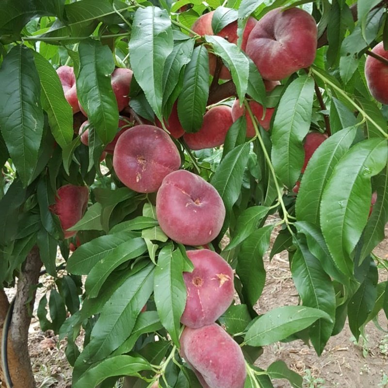 4 Yaş Paraguaya Yassı Şeftali Fidanı *Yarı Bodur*