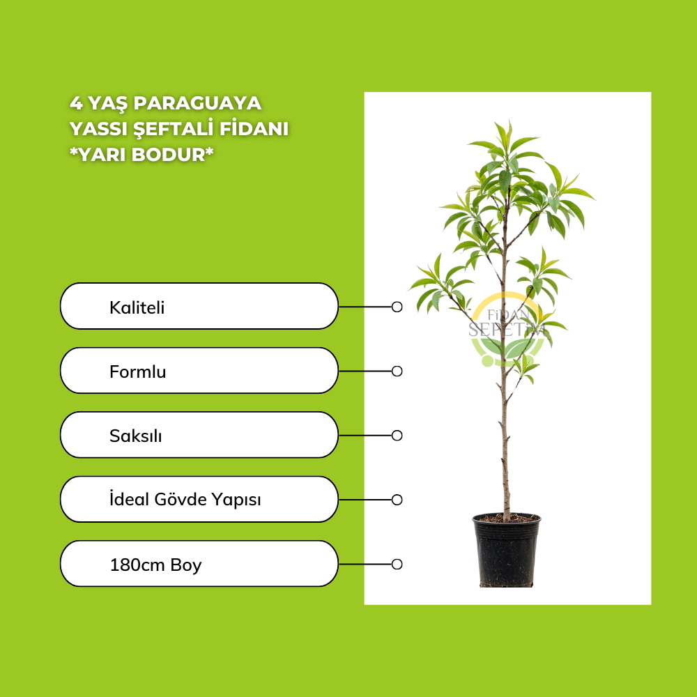 4 Yaş Paraguaya Yassı Şeftali Fidanı *Yarı Bodur*