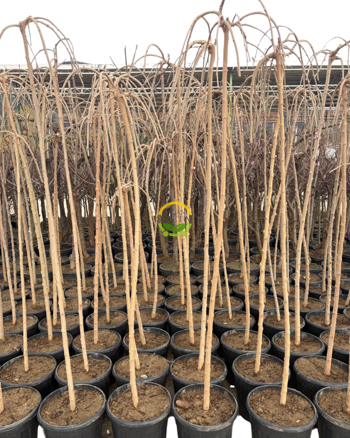 4 Yaş Paraşüt Ters Dut Fidanı 4 Yaş Paraşüt Ters Dut Fidanı