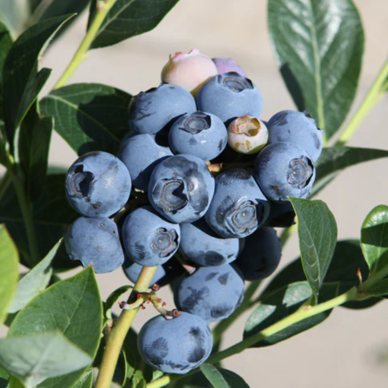 4 Yaş Reka Çeşiti Yaban Mersini Fidanı 4 Yaş Reka Çeşiti Yaban Mersini Fidanı