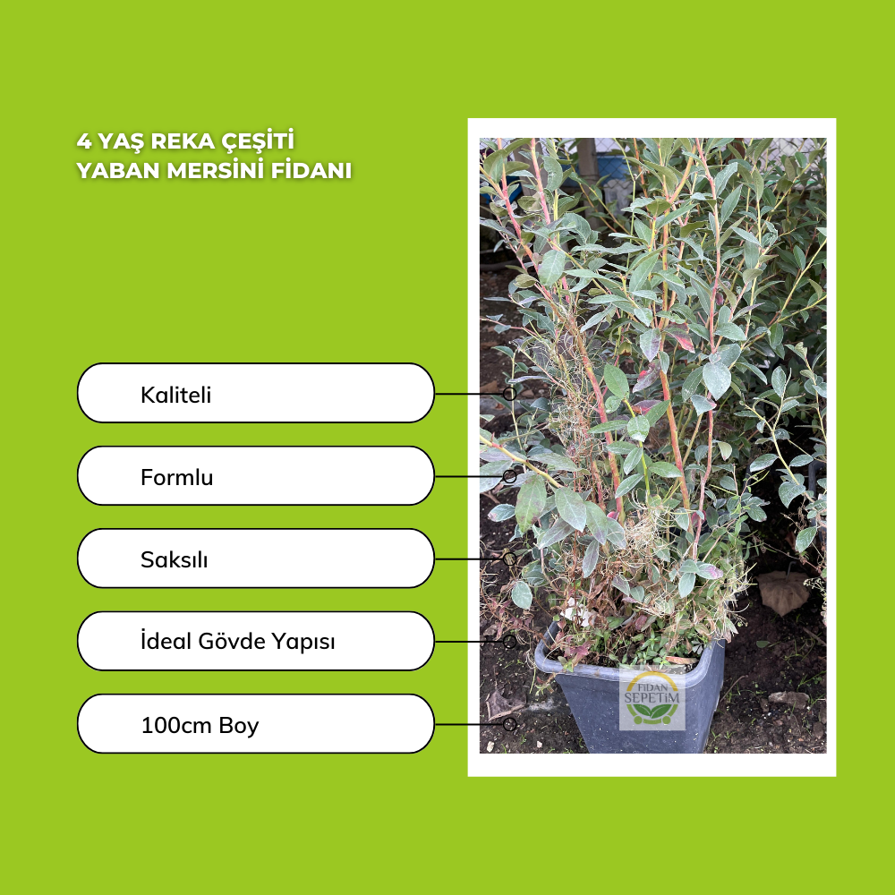 4 Yaş Reka Çeşiti Yaban Mersini Fidanı 4 Yaş Reka Çeşiti Yaban Mersini Fidanı