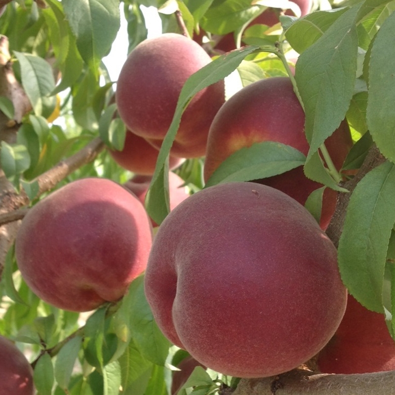 4 Yaş Sweet Dream Şeftali Fidanı 'Yarı Bodur' 4 Yaş Sweet Dream Şeftali Fidanı 'Yarı Bodur'