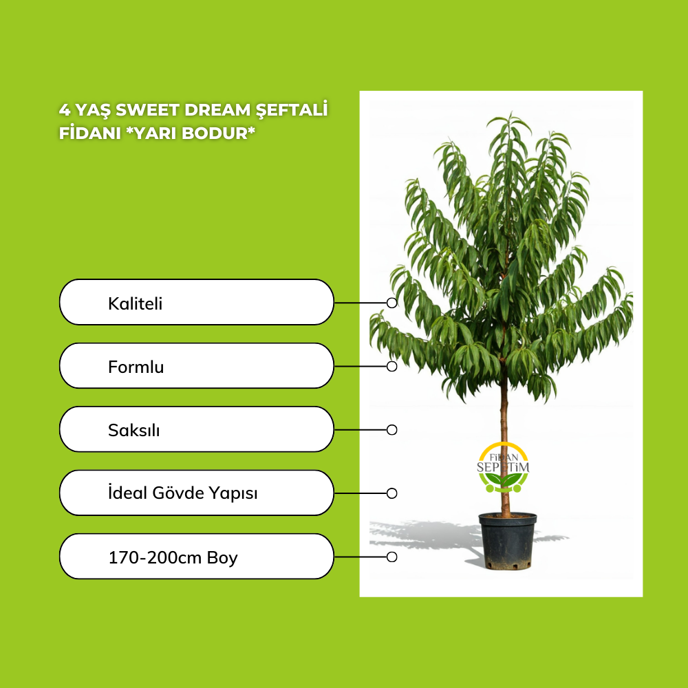 4 Yaş Sweet Dream Şeftali Fidanı 'Yarı Bodur' 4 Yaş Sweet Dream Şeftali Fidanı 'Yarı Bodur'