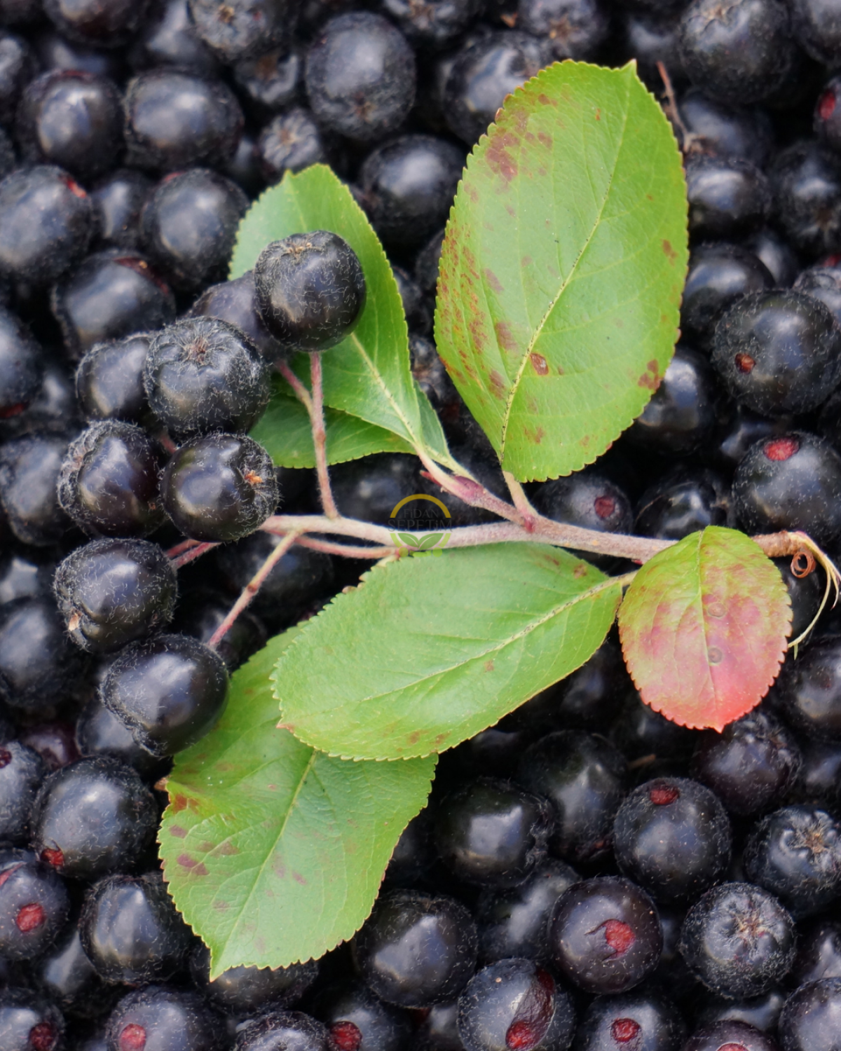 4 Yaş Viking Aronia Berry Fidanı