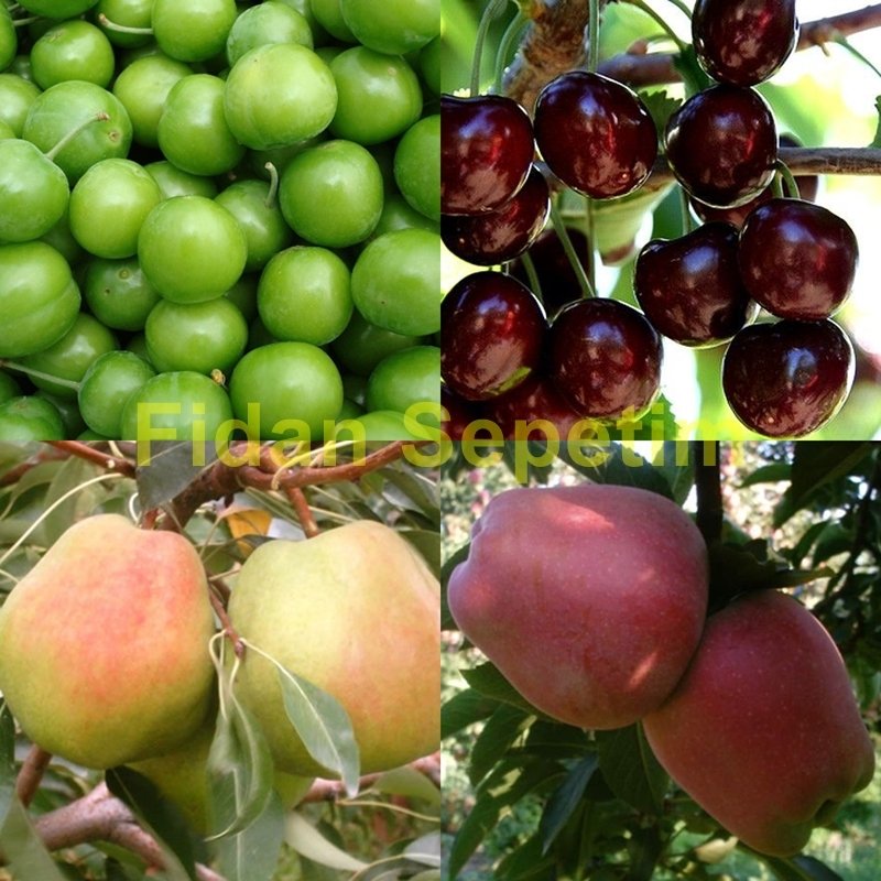 4 adet Meyve Fidanı Paketi (Erik-Kiraz-Elma-Armut)