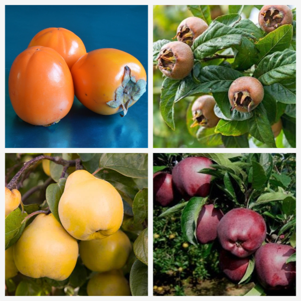 4'lü Geççi Meyve Fidanı Paket 4'lü Geççi Meyve Fidanı Paket