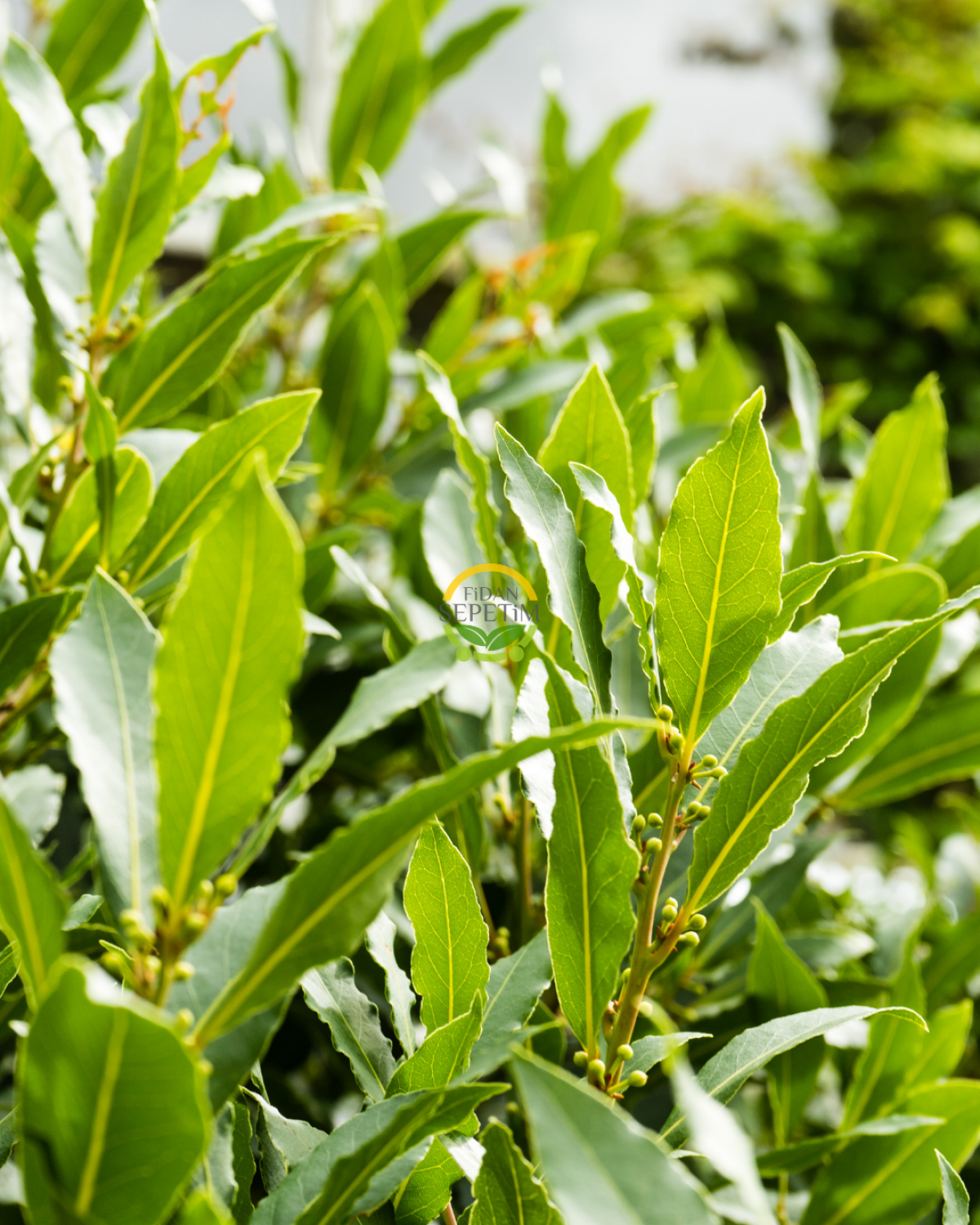 5 Adet 2 Yaş Defne Fidanı 'Laurus nobilis'