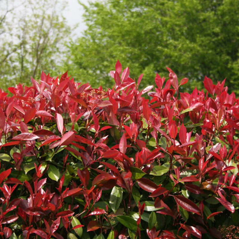 5 Adet Alev Çalısı Fidanı Paketi 5 Adet Alev Çalısı Fidanı Paketi