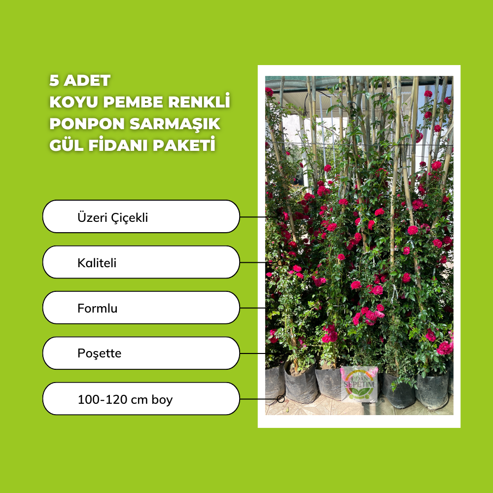 5 Adet Koyu Pembe Renkli Ponpon Sarmaşık Gül Fidanı Paketi