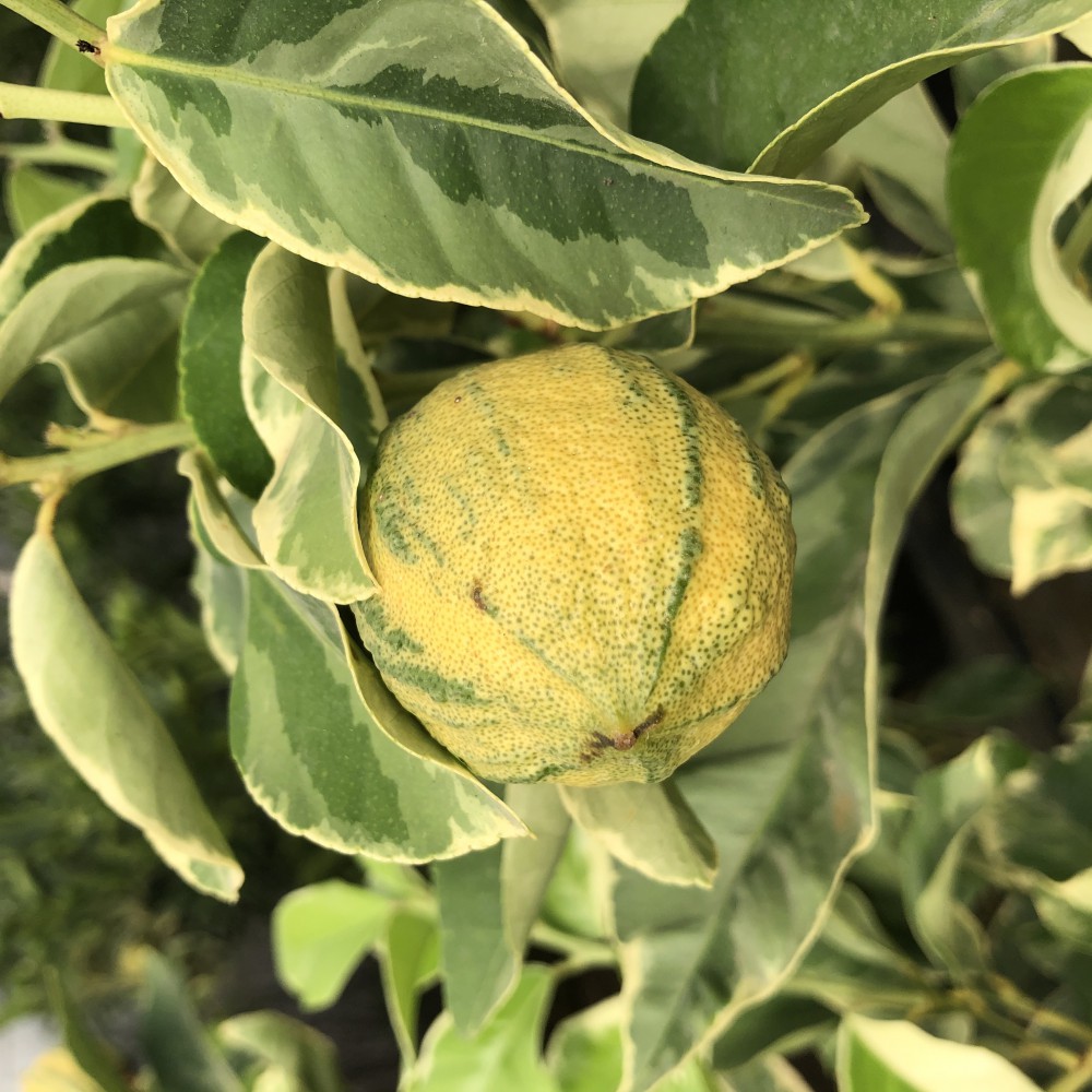 5 Yaş Alaca Yapraklı Limon Fidanı