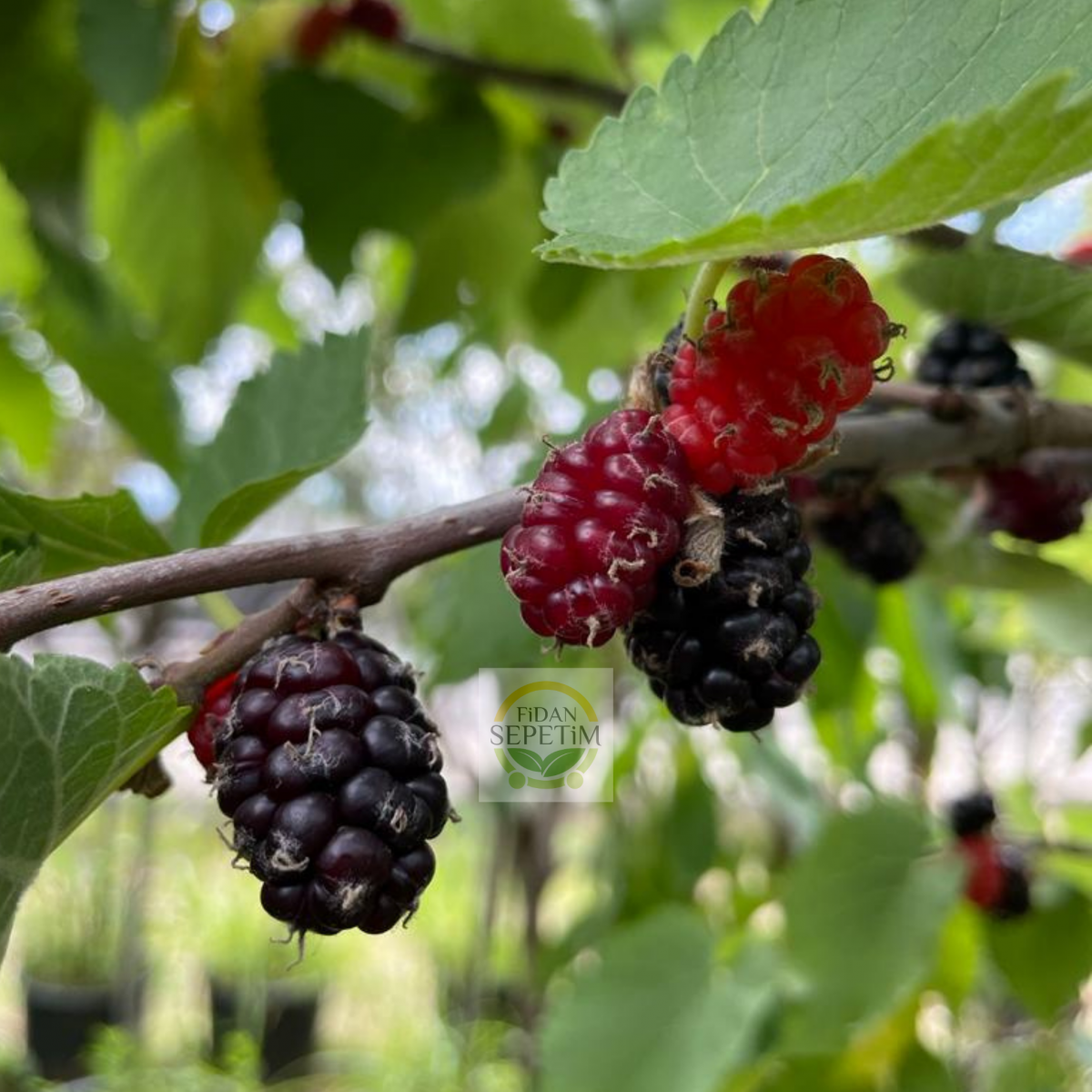 5 Yaş Aşılı Ekşi Kara (Urmu) Dut Fidanı 5 Yaş Aşılı Ekşi Kara (Urmu) Dut Fidanı