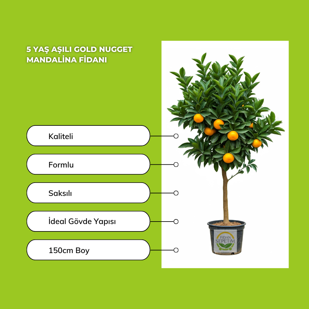 5 Yaş Aşılı Gold Nugget Mandalina Fidanı