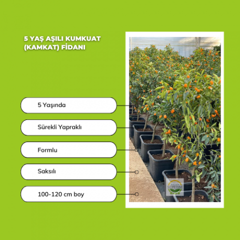 5 Yaş Aşılı Kumkuat(Kamkat) Fidanı *ÜZERİ MEYVELİ*