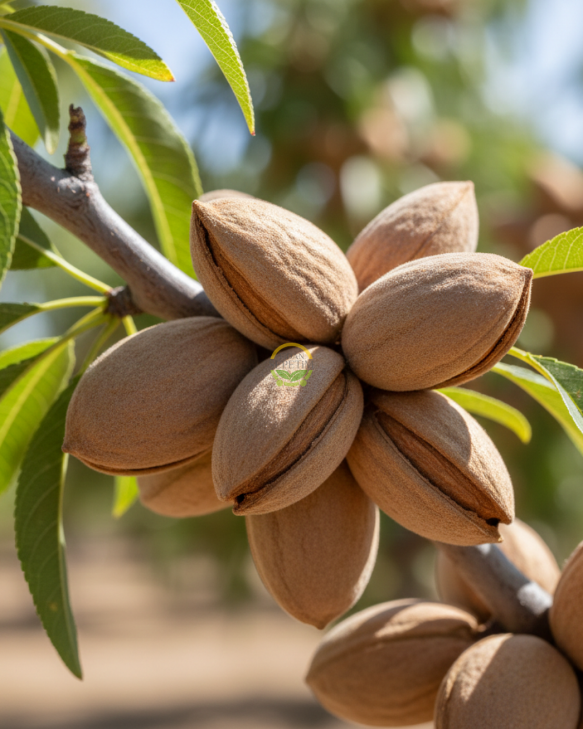 5 Yaş Aşılı Nonpareil Badem Fidanı 'Rootball'