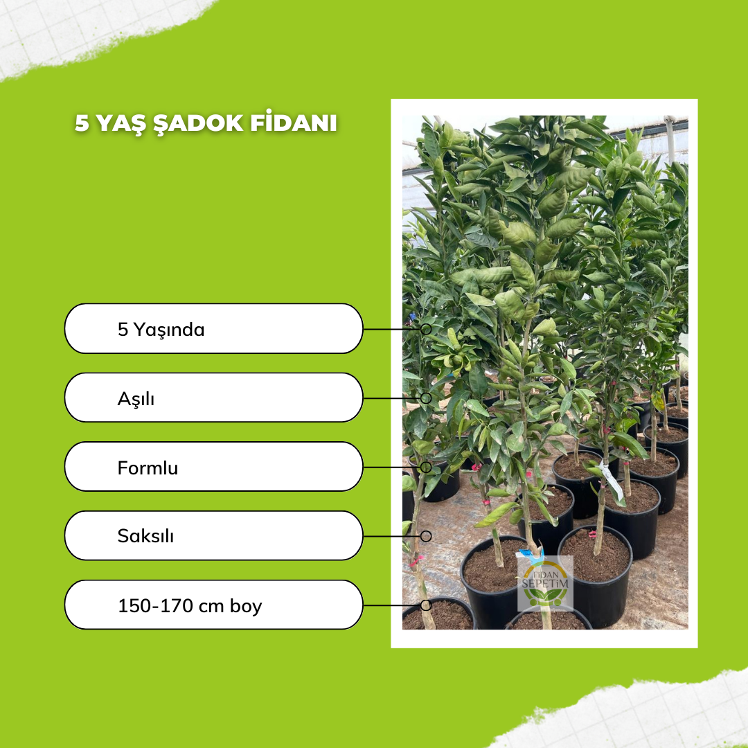 5 Yaş Aşılı Şadok (Pomela) Fidanı 5 Yaş Aşılı Şadok (Pomela) Fidanı