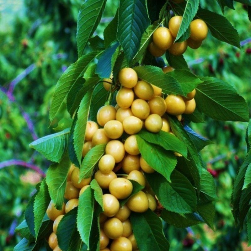 5 Yaş Aşılı Starksgold (Tozlayıcı) Kiraz Fidanı