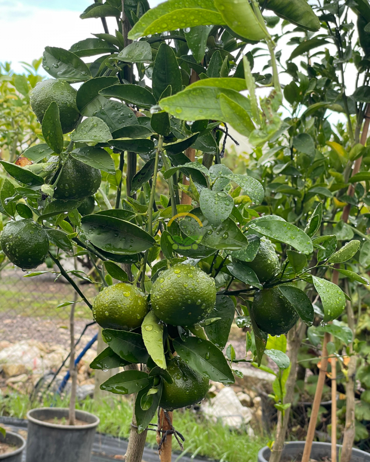 5 Yaş Aşılı W Murcott Mandalina Fidanı XL Boy *ÜZERİ MEYVELİ*