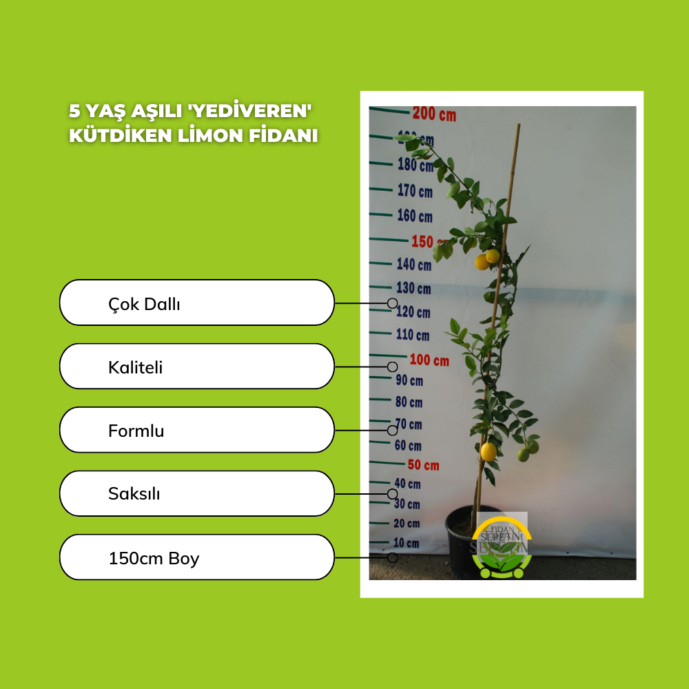 5 Yaş Aşılı 'YEDİVEREN' Kütdiken Limon Fidanı 5 Yaş Aşılı 'YEDİVEREN' Kütdiken Limon Fidanı