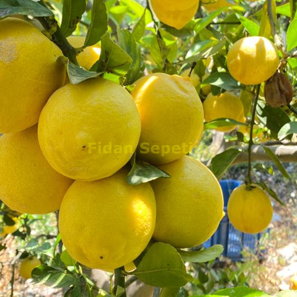 5 Yaş Beyaz Demre Kokulu Limon Fidanı