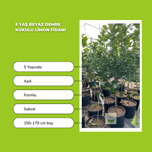 5 Yaş Beyaz Demre Kokulu Limon Fidanı