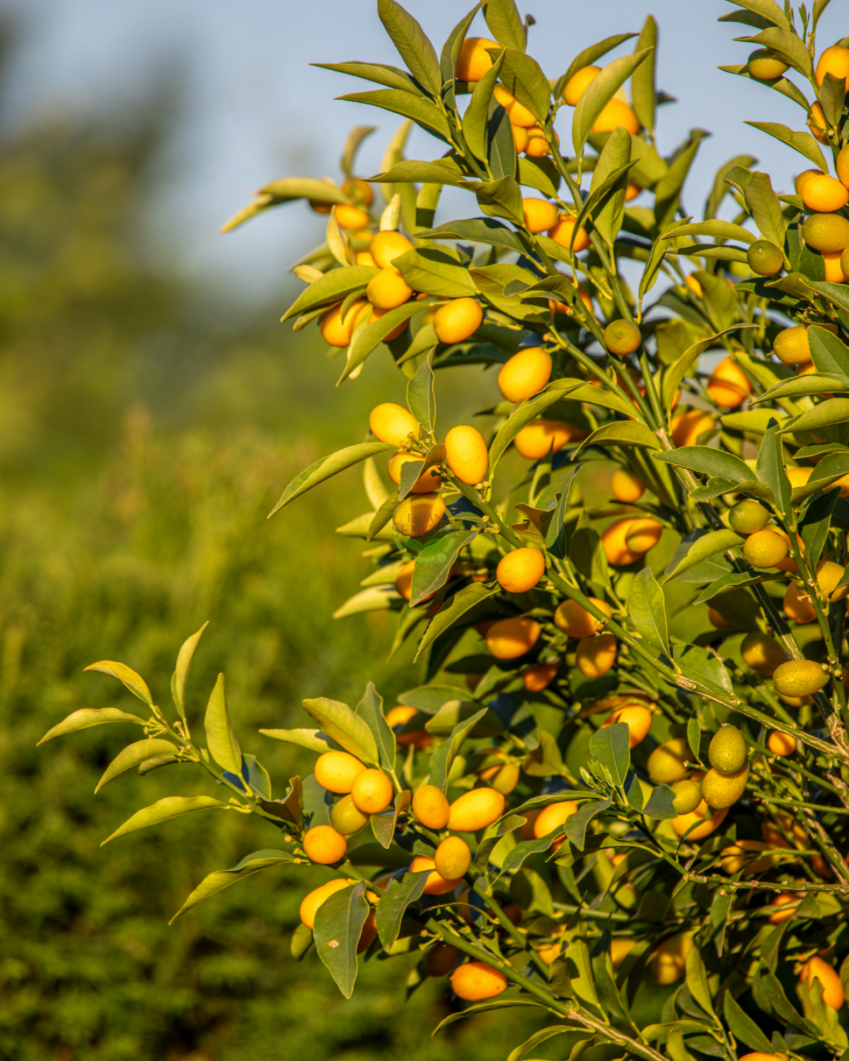 5 Yaş Dekoratif Saksılı Kumkuat(Kamkat) Fidanı 'Üzeri Meyveli'