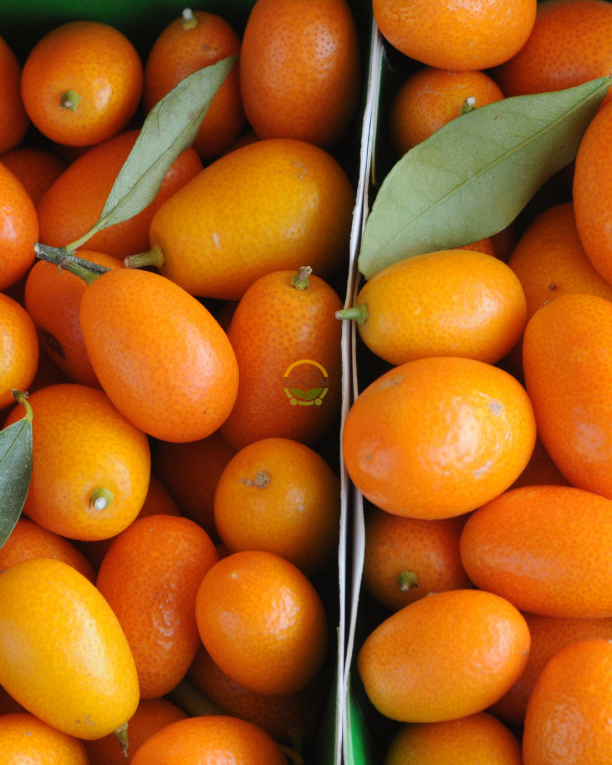 5 Yaş Dekoratif Saksılı Kumkuat(Kamkat) Fidanı 'Üzeri Meyveli'