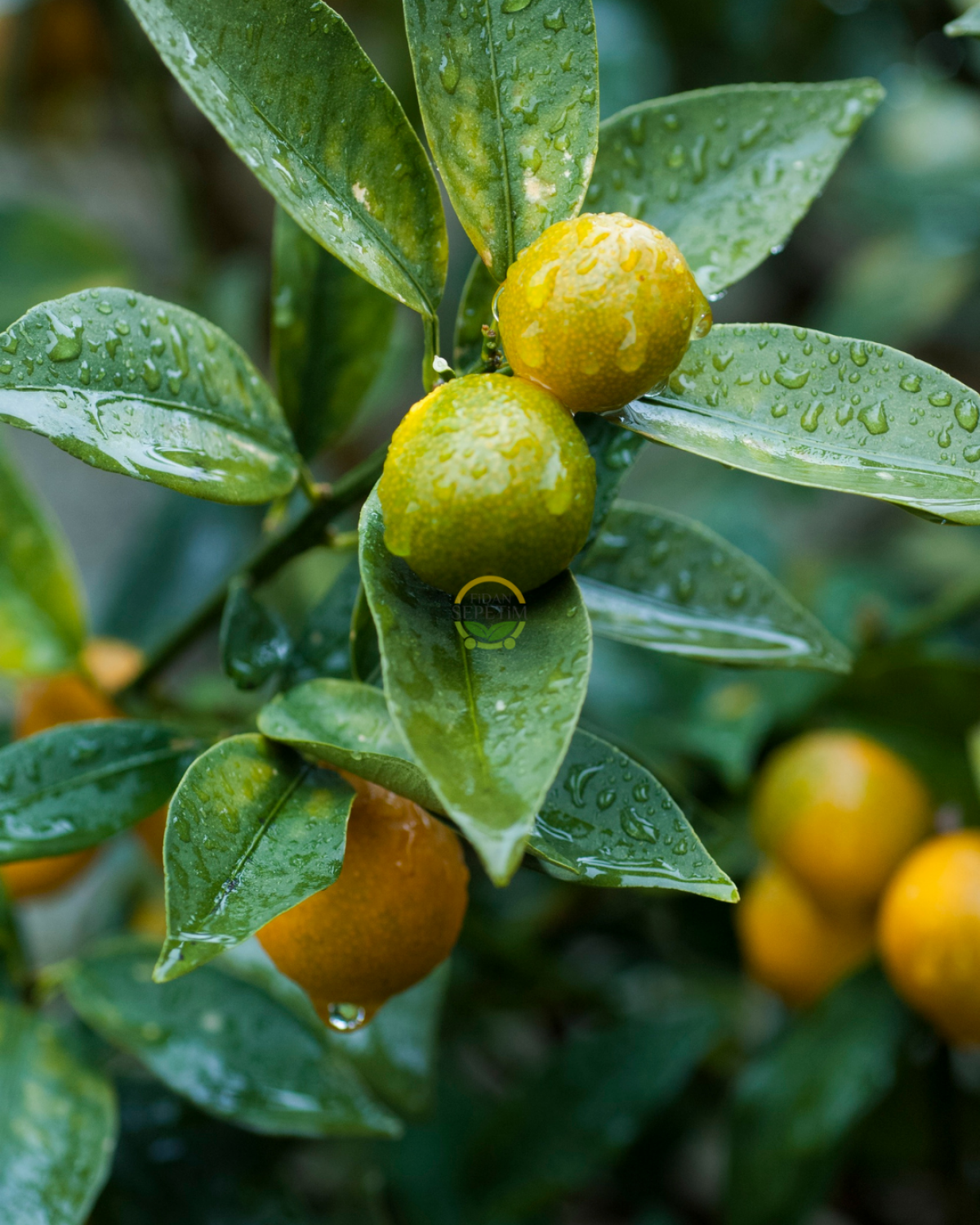 5 Yaş Dekoratif Saksılı Kumkuat(Kamkat) Fidanı 'Üzeri Meyveli'
