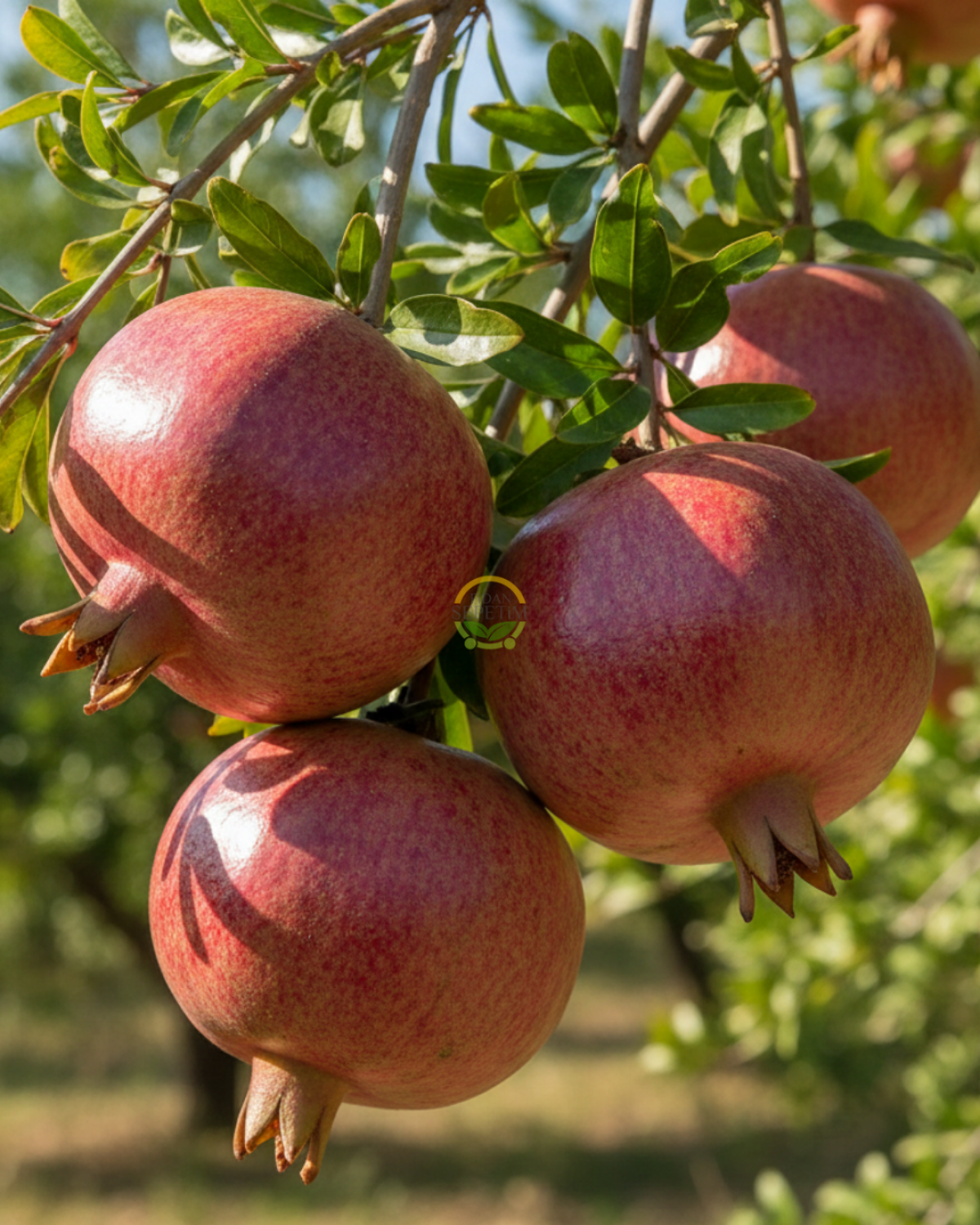 5 Yaş Deve Dişi Nar Fidanı 'Rootball'