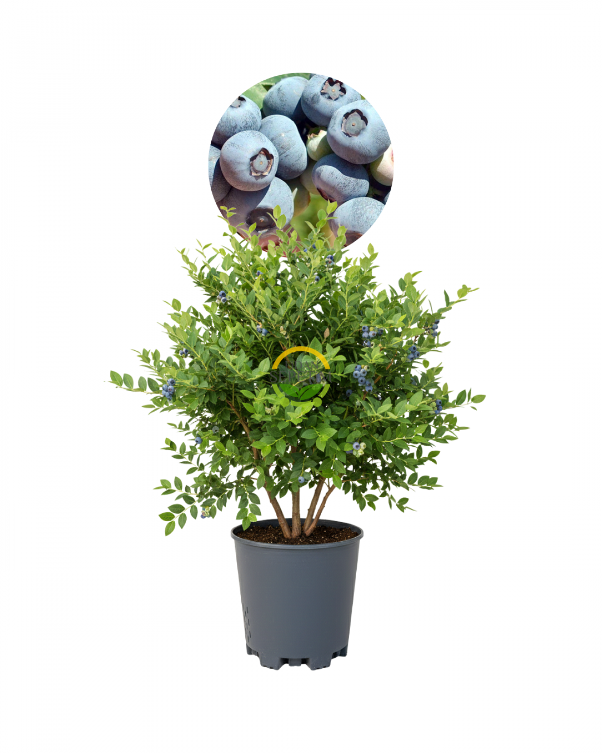 5 Yaş Nelson Çeşiti Yaban Mersini Fidanı