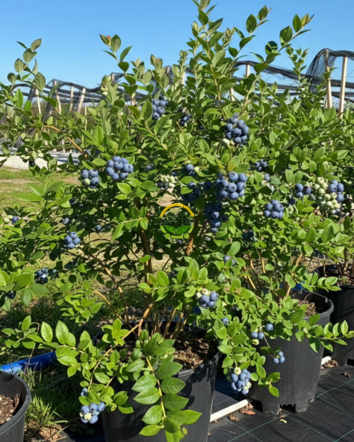 5 Yaş Nelson Çeşiti Yaban Mersini Fidanı