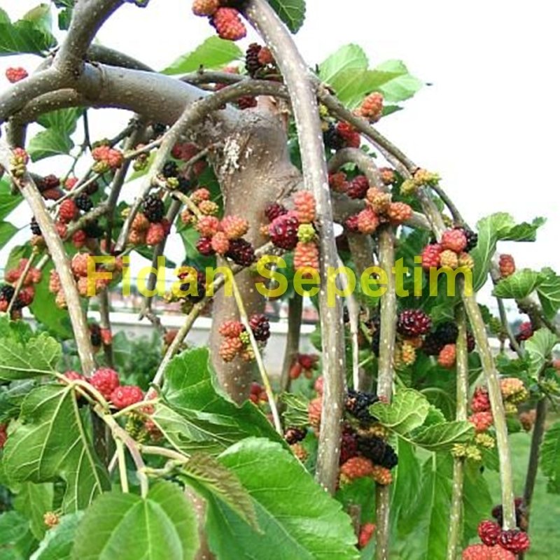 5 Yaş Paraşüt Ters Dut Fidanı