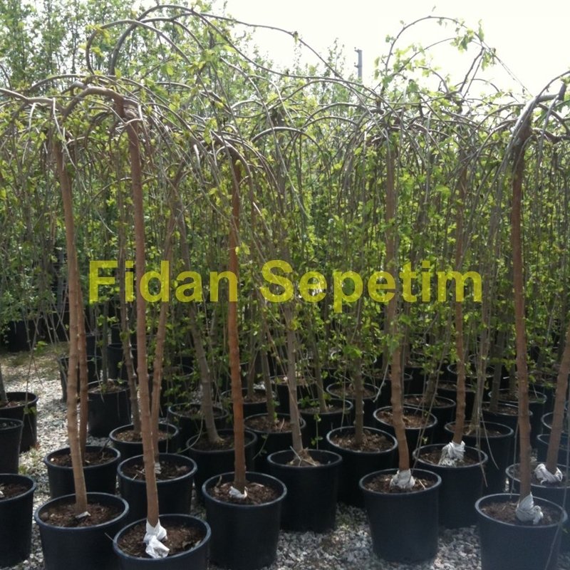 5 Yaş Paraşüt Ters Dut Fidanı