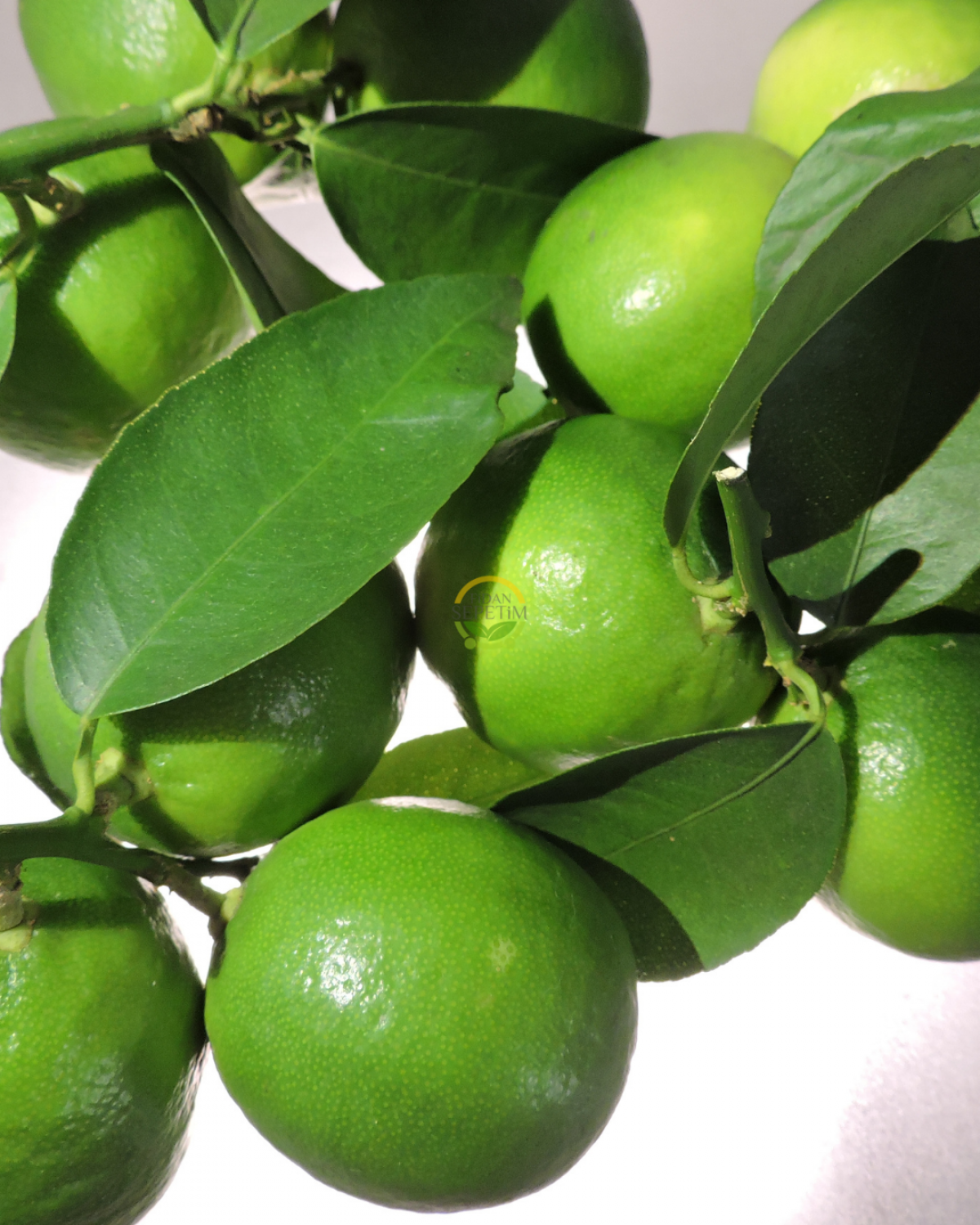 5 Yaş Tahiti Lime Fidanı 'Dekoratif Saksılı'