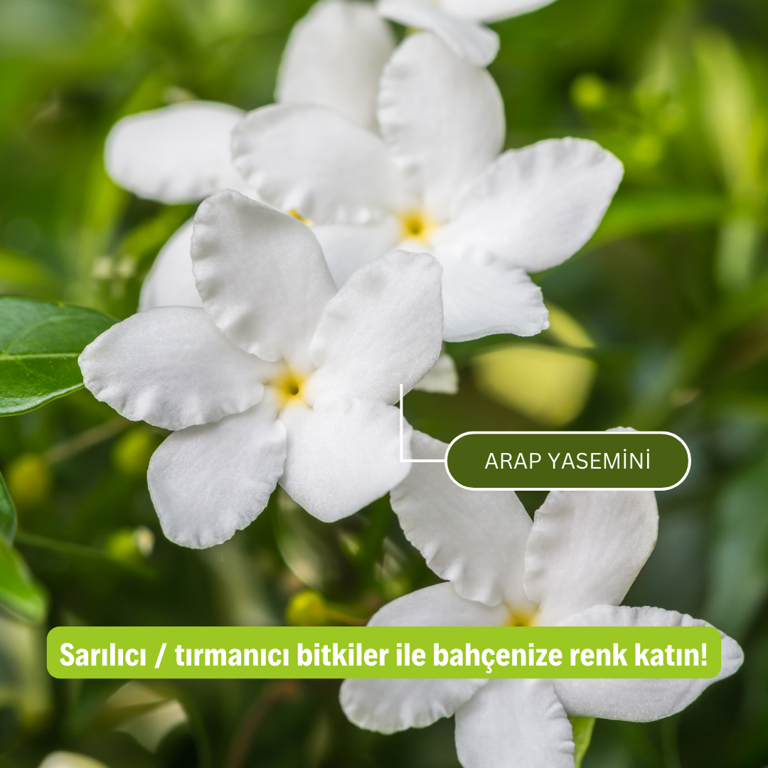 5 adet Arap Yasemini Fidanı Paketi 5 adet Arap Yasemini Fidanı Paketi