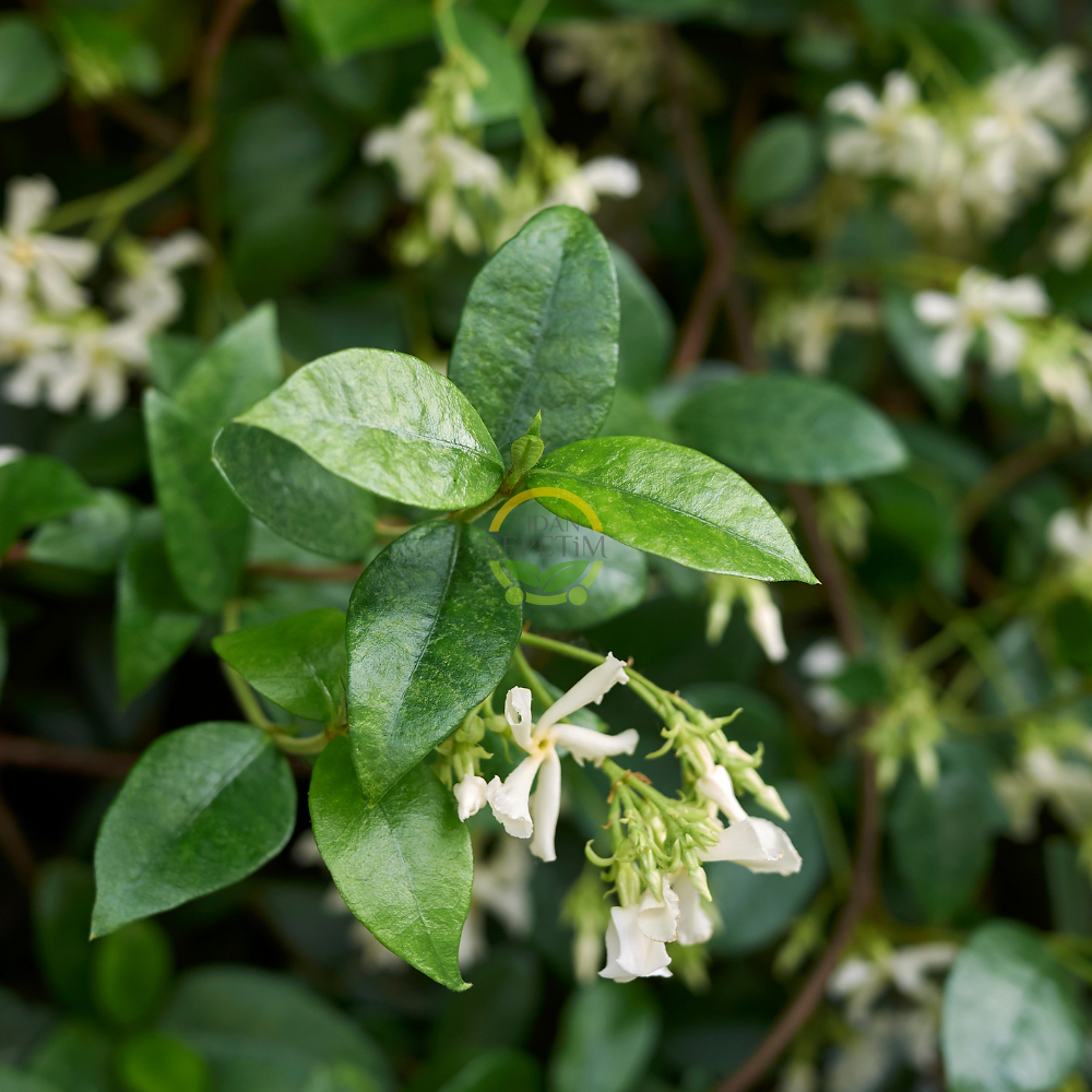 5 adet Arap Yasemini Fidanı Paketi 5 adet Arap Yasemini Fidanı Paketi