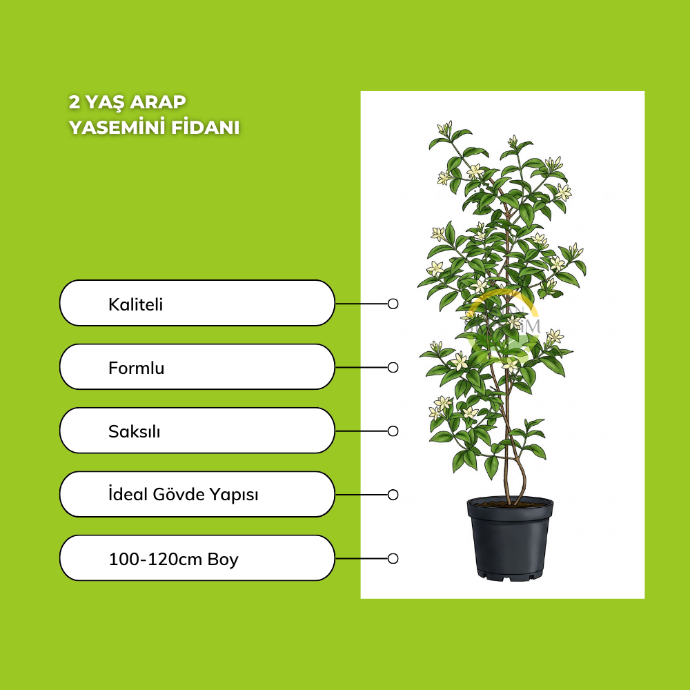 5 adet Arap Yasemini Fidanı Paketi 5 adet Arap Yasemini Fidanı Paketi