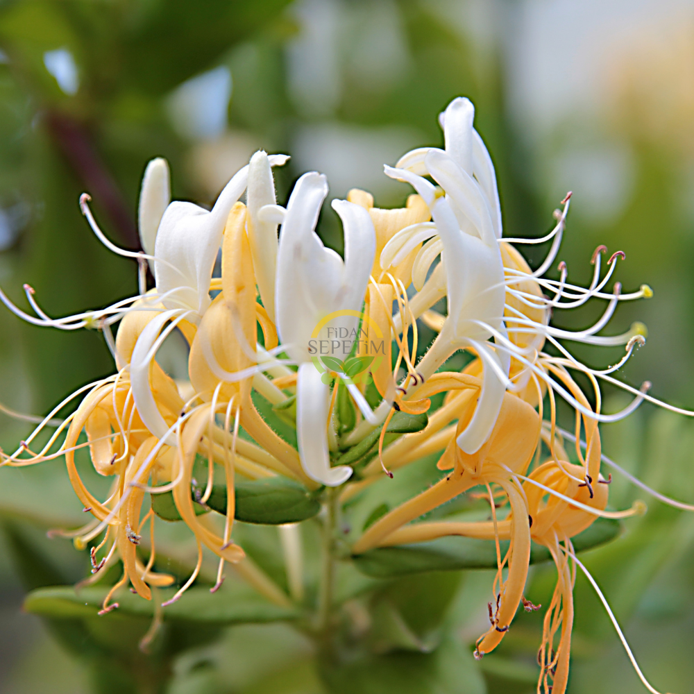 5 adet Hanımeli Fidanı Paketi 5 adet Hanımeli Fidanı Paketi