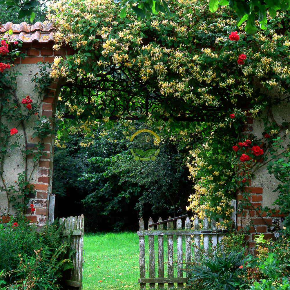 5 adet Hanımeli Fidanı Paketi 5 adet Hanımeli Fidanı Paketi