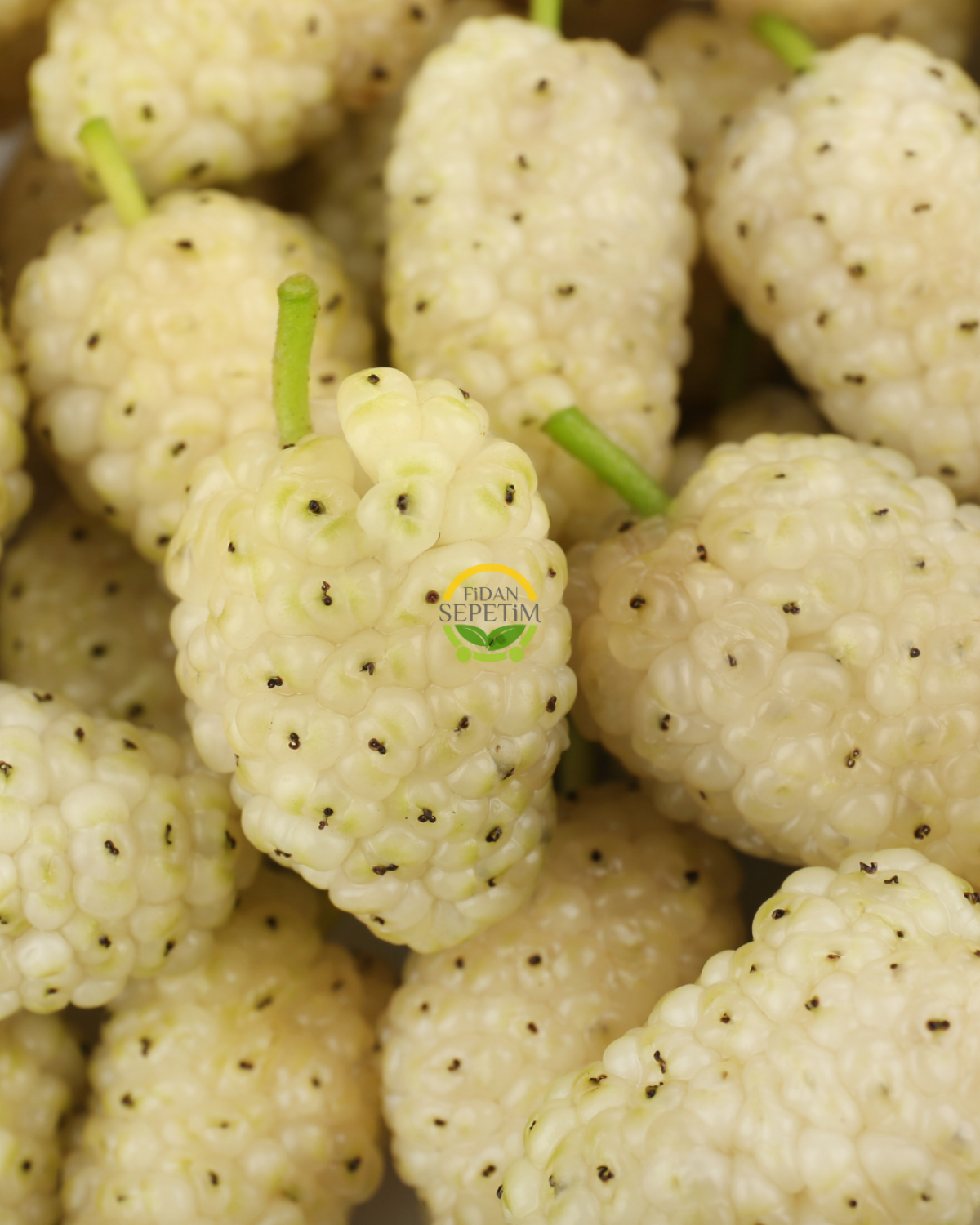 6 Yaş Aşılı Beyaz Dut Fidanı 6 Yaş Aşılı Beyaz Dut Fidanı