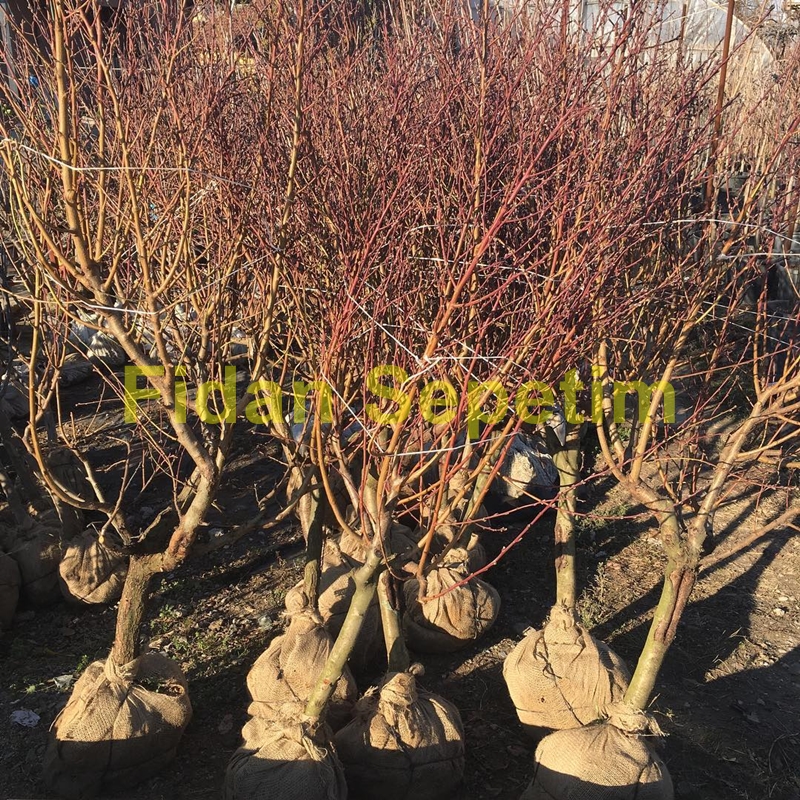 6 Yaş Aşılı Carselet Şeftali Fidanı 6 Yaş Aşılı Carselet Şeftali Fidanı