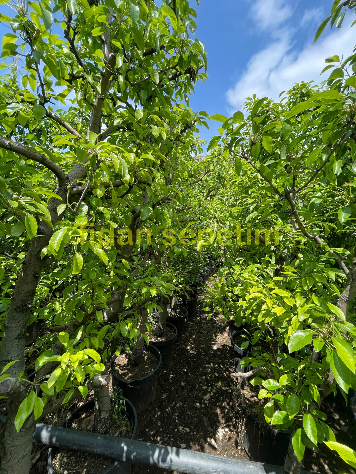 6 Yaş Aşılı Deveci Armut Fidanı 6 Yaş Aşılı Deveci Armut Fidanı