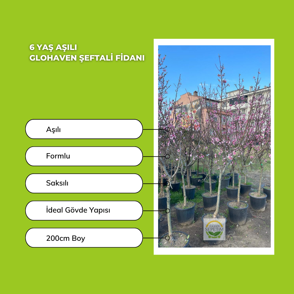 6 Yaş Aşılı Glohaven Şeftali Fidanı