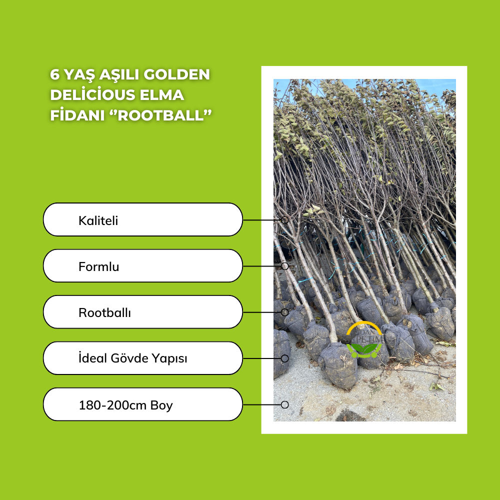6 Yaş Aşılı Golden Delicious Elma Fidanı | ROOTBALL