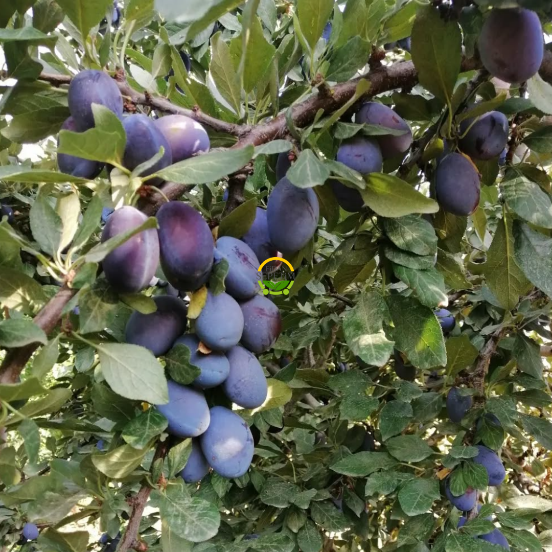 6 Yaş Aşılı Mürdüm Erik Fidanı 'Rootball' 6 Yaş Aşılı Mürdüm Erik Fidanı 'Rootball'