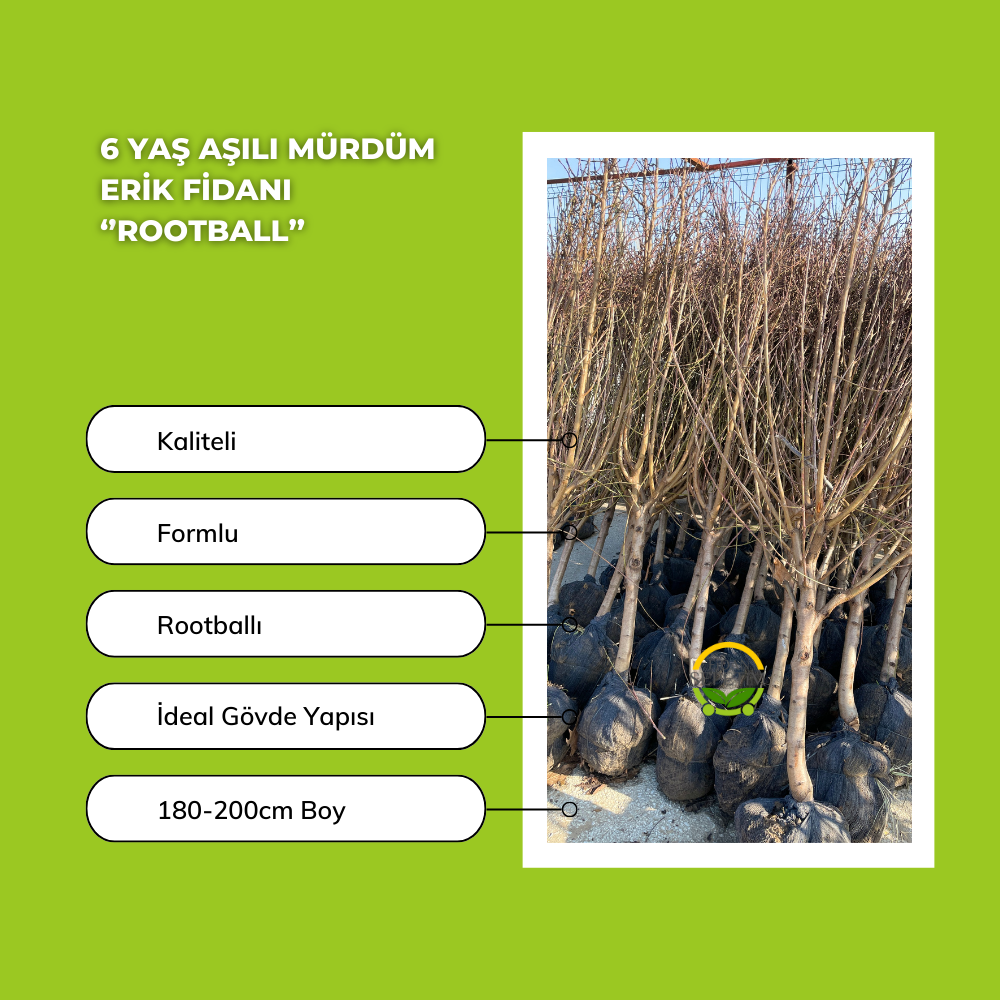 6 Yaş Aşılı Mürdüm Erik Fidanı 'Rootball' 6 Yaş Aşılı Mürdüm Erik Fidanı 'Rootball'