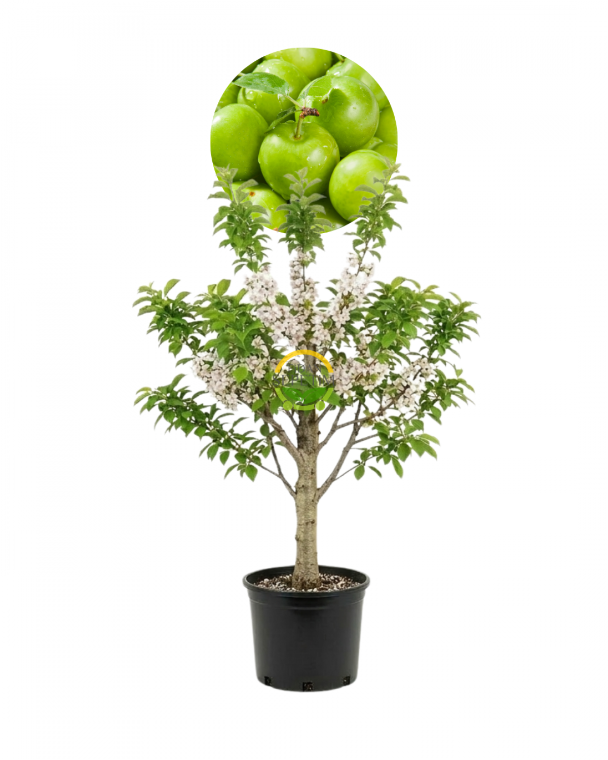 6 Yaş Aşılı Papaz Erik Fidanı