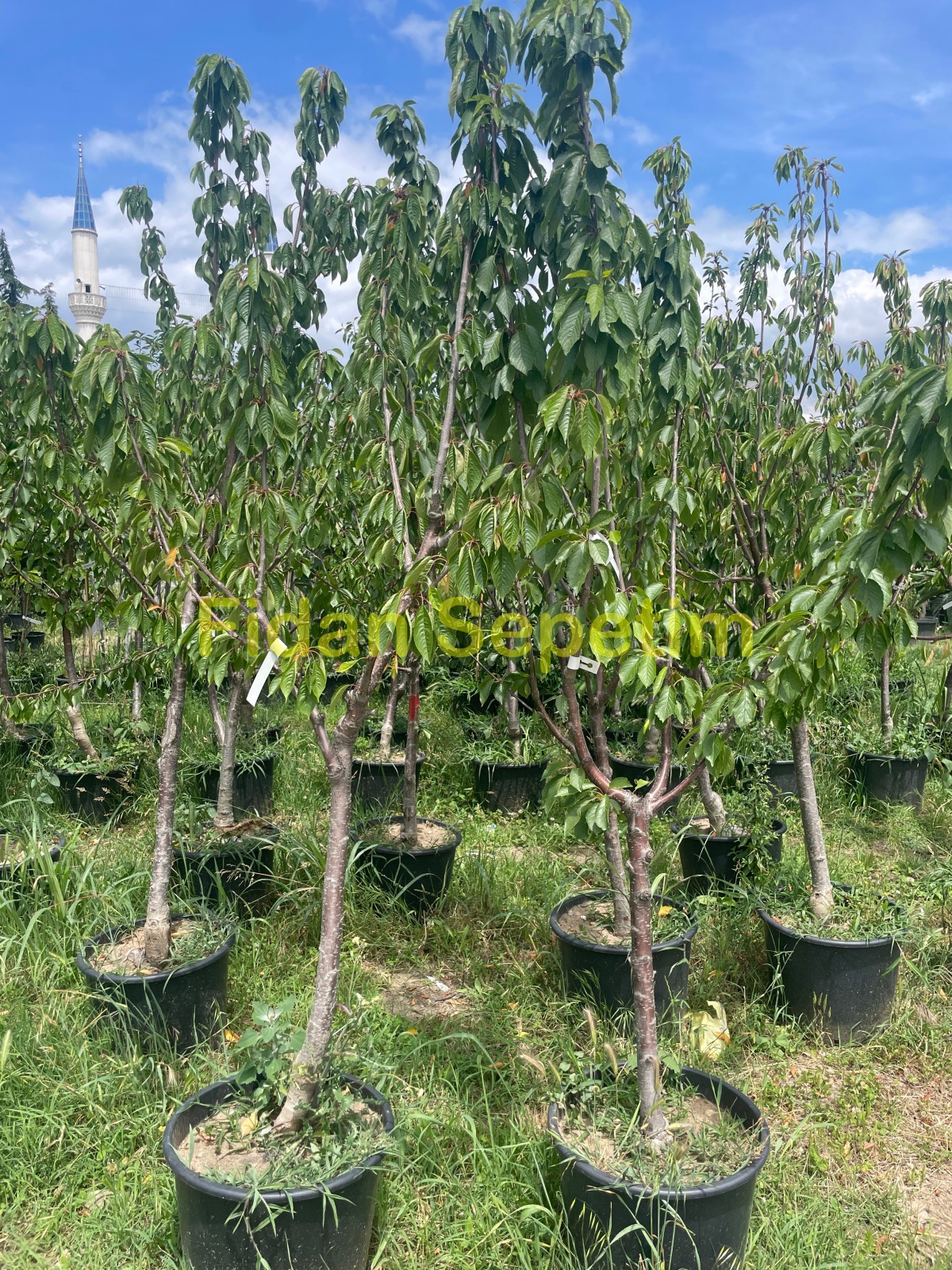 6 Yaş Aşılı Regina Kiraz Fidanı 6 Yaş Aşılı Regina Kiraz Fidanı