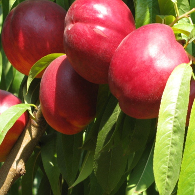 6 Yaş Aşılı Venüs Nektarin Fidanı 'Rootball'