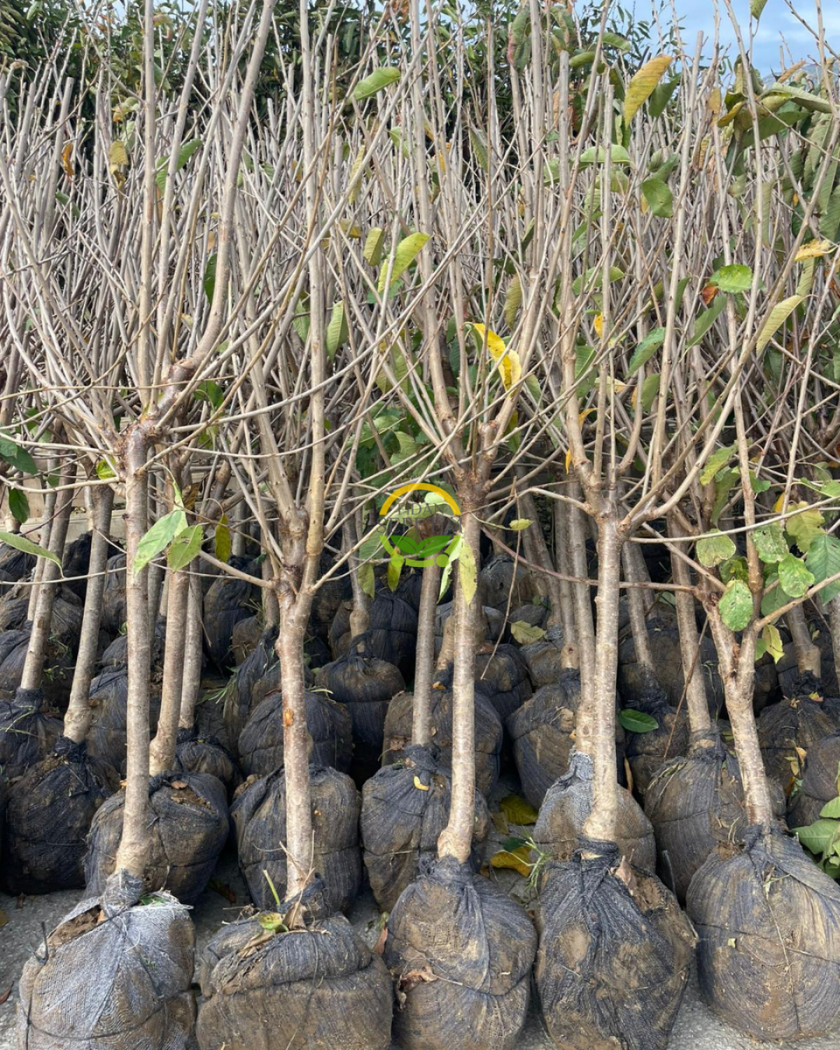 6 Yaş Aşılı Yarımca (Early Burlat) Kiraz Fidanı 'Rootball' 6 Yaş Aşılı Yarımca (Early Burlat) Kiraz Fidanı 'Rootball'